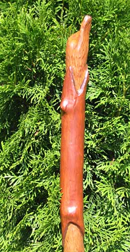 nature walking stick