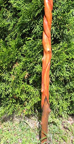nature walking stick