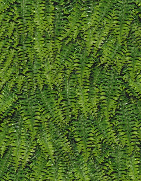 FERNS