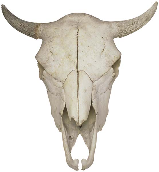 SKULL